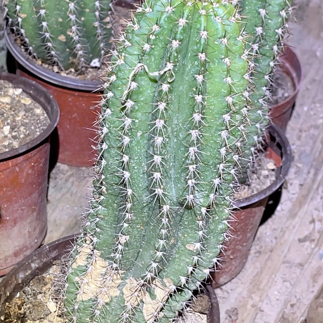 79黄金酒杯脱土脱盆摘花满20包邮