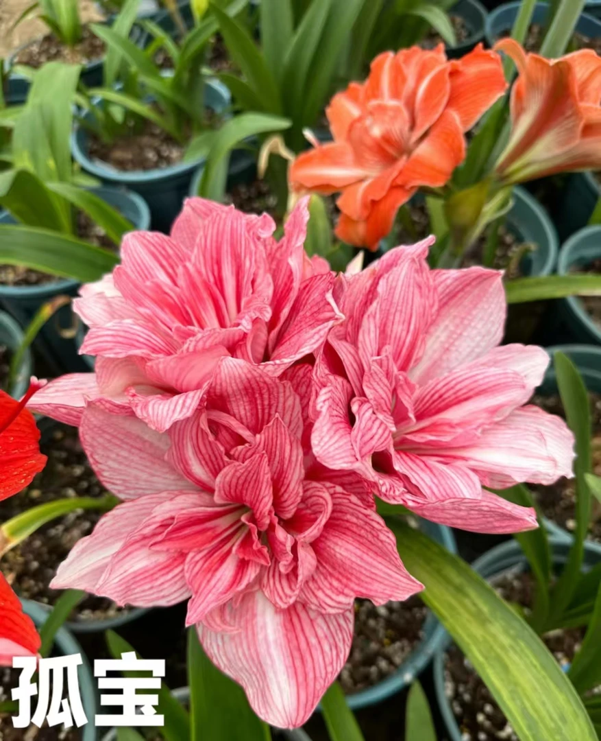 澳朱系列  孤宝仙子  惊奇铃声  另类女孩5厘米当年开花球