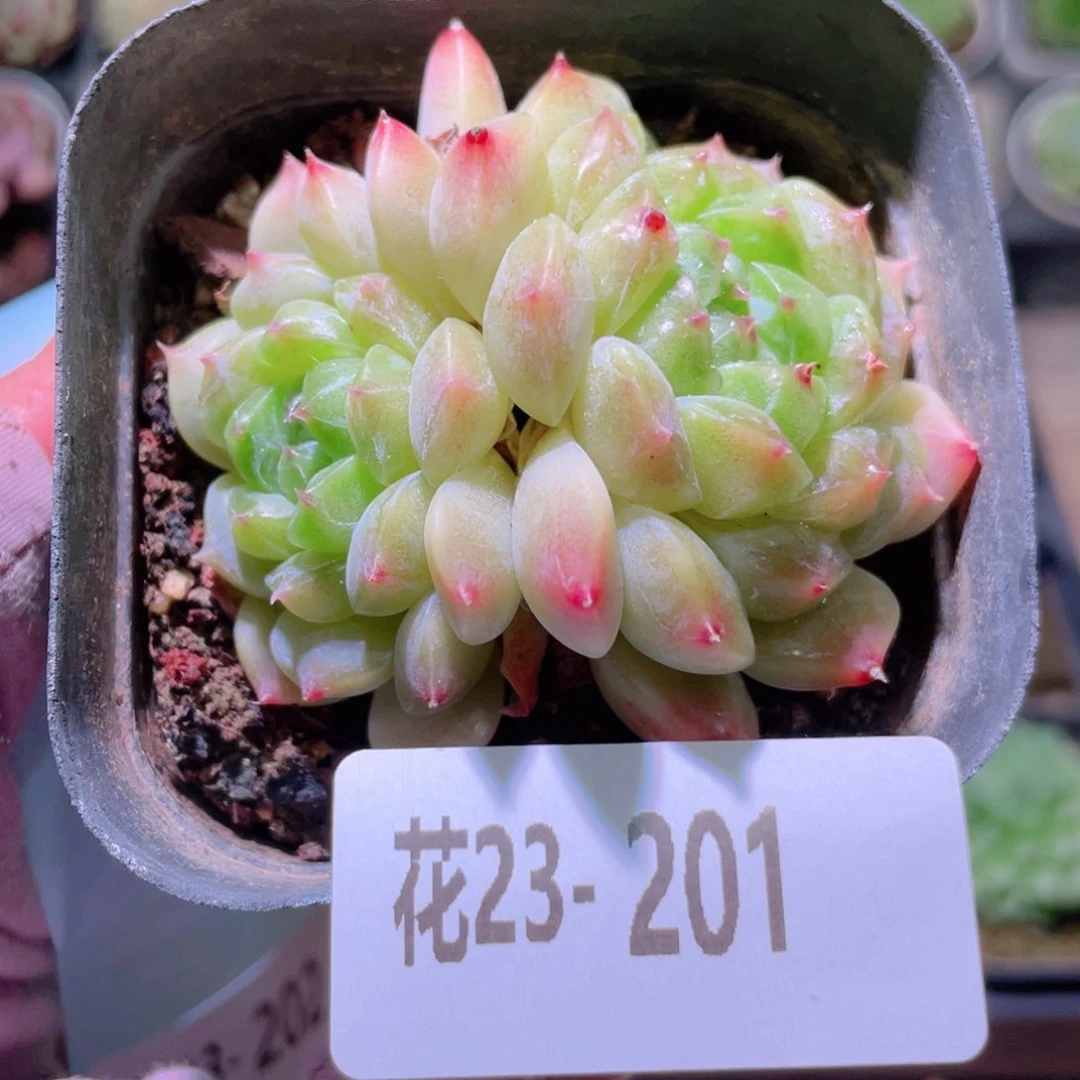 花利美23-201秘境冰魄