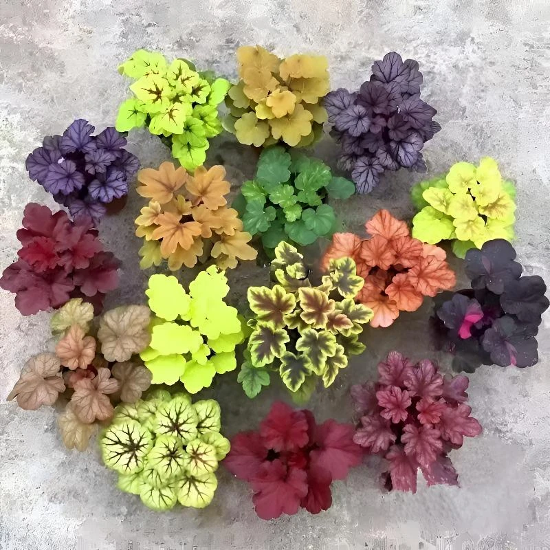 盆栽家庭种植一物一拍