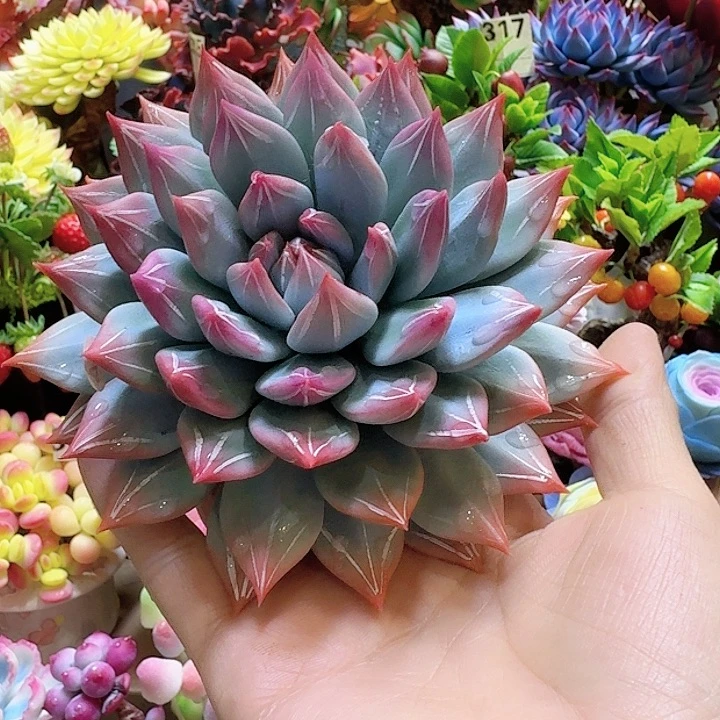 忆***肉我们都是好孩子啊哈