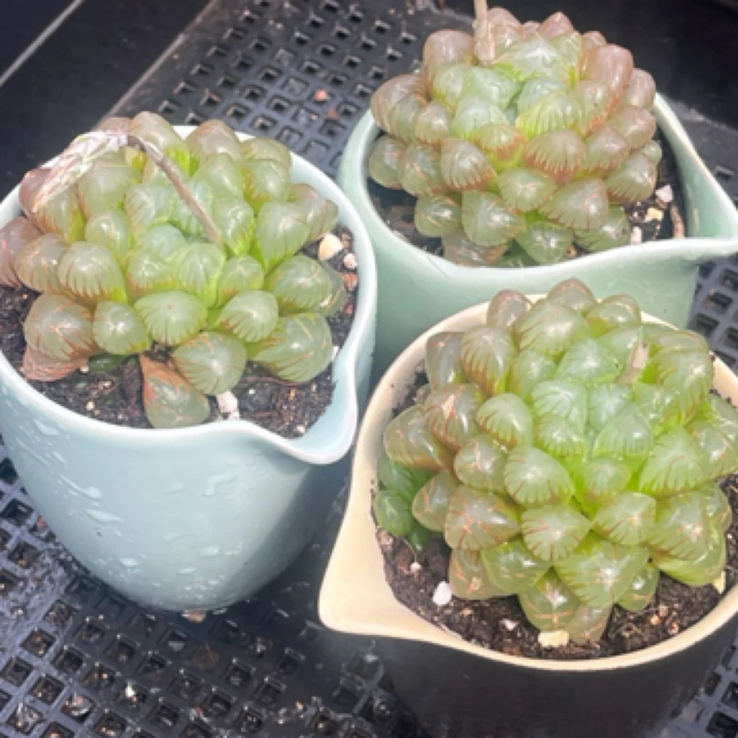 随机陶瓷盆玉露带盆发随机一盆 多肉植物