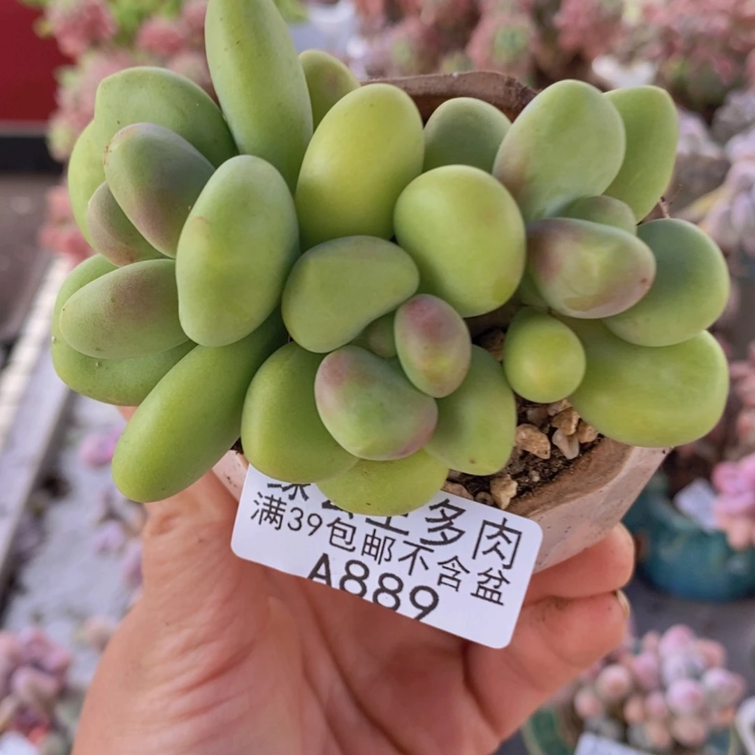 kk奶8cm889多肉植物