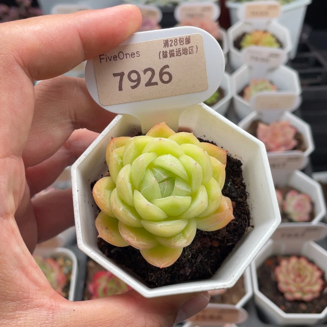 玉玲珑7926-5.5厘米