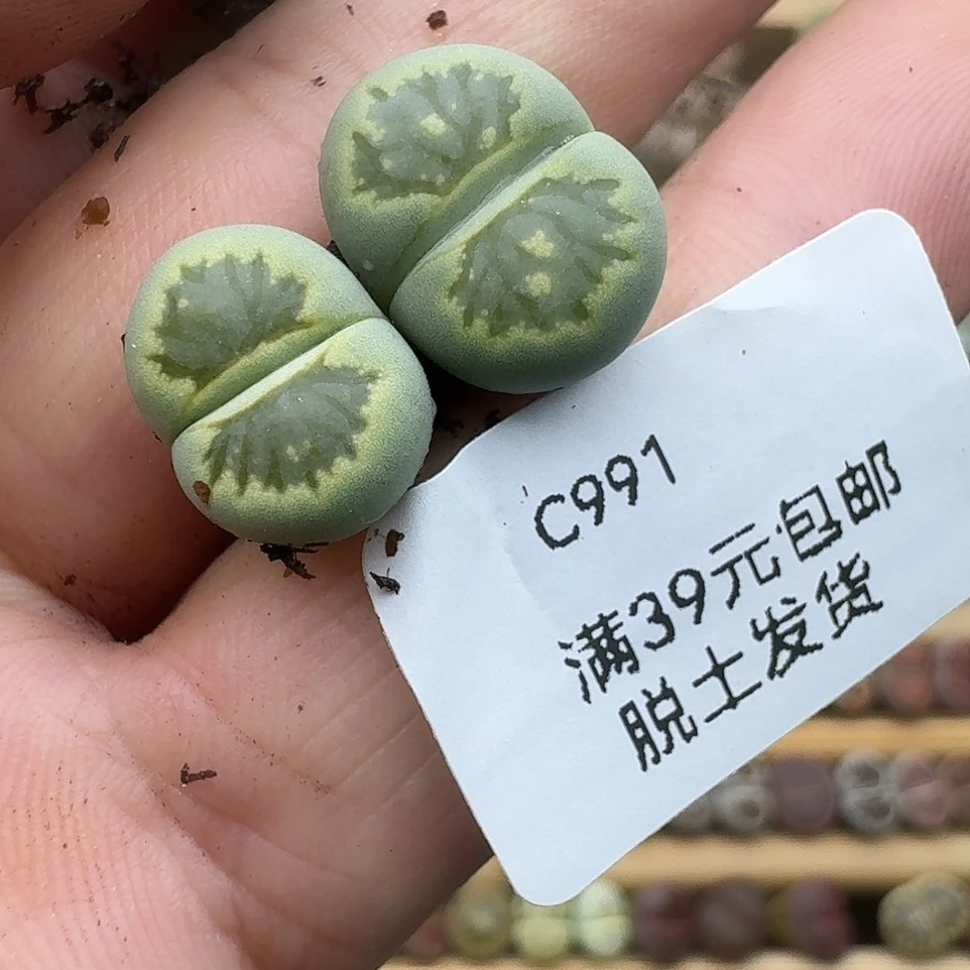 *****991多肉哈哈哈哈哈哈哈