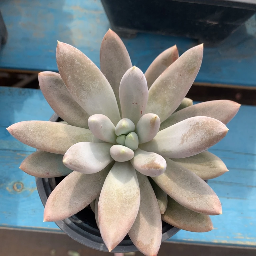 哥特萝莉单头开播福利