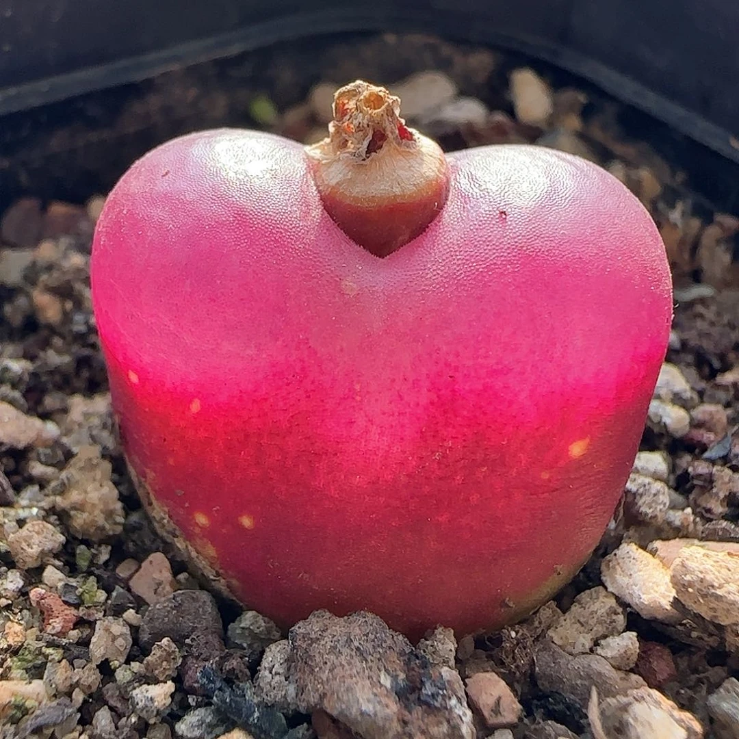 明**阳脱土发货28包邮25576