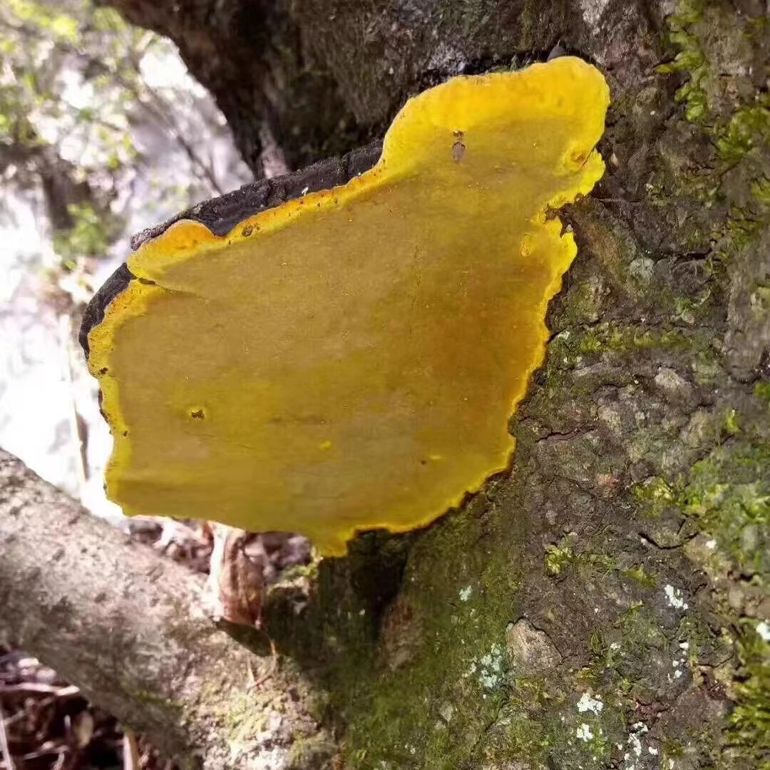 【袁瑞泽推荐】 桑黄 山货