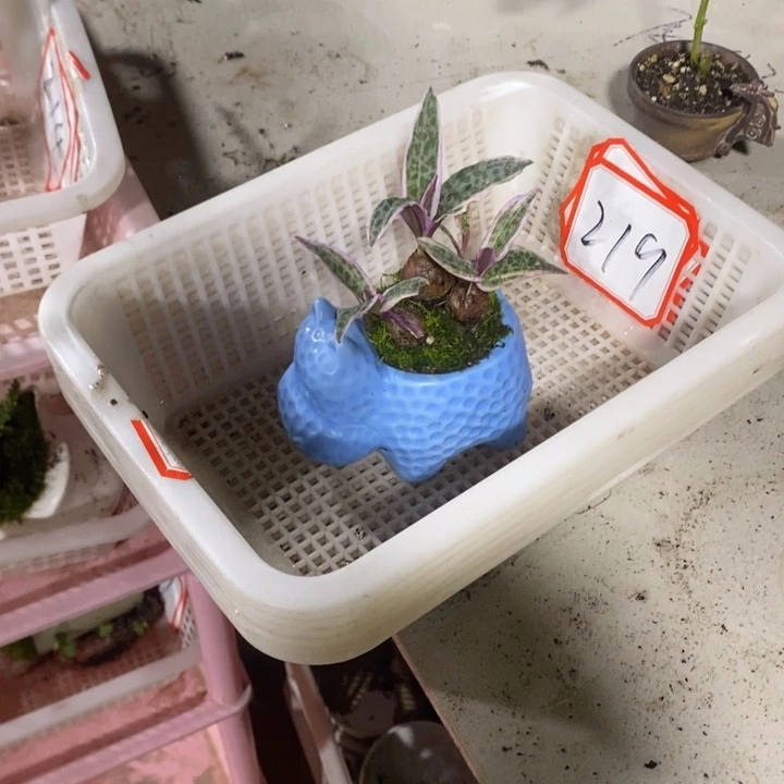 永*退款拉黑一物一拍219