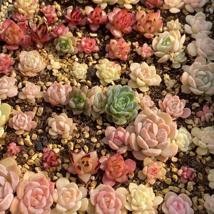 58 多肉植物盆栽花卉