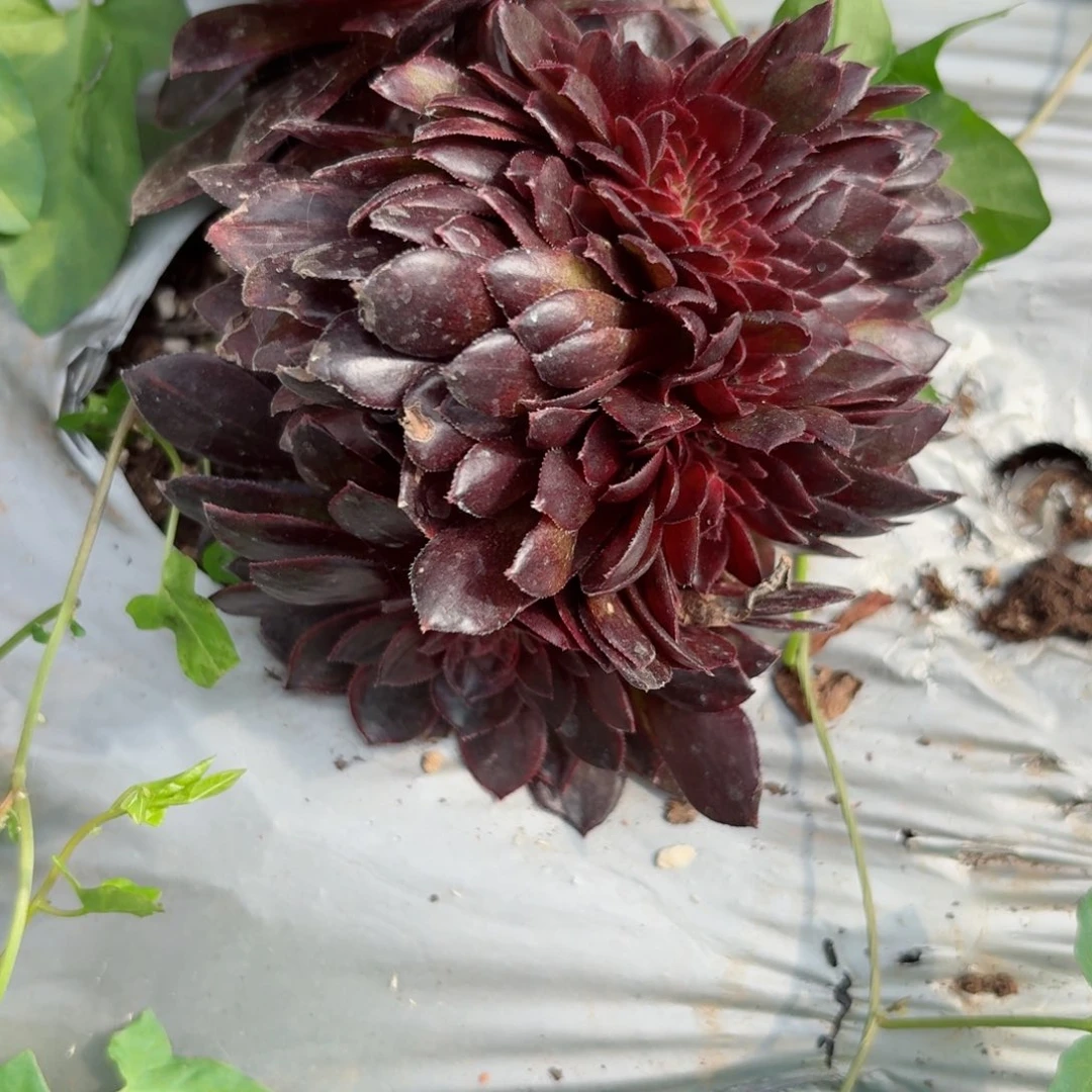 你8709 号多肉法师特价