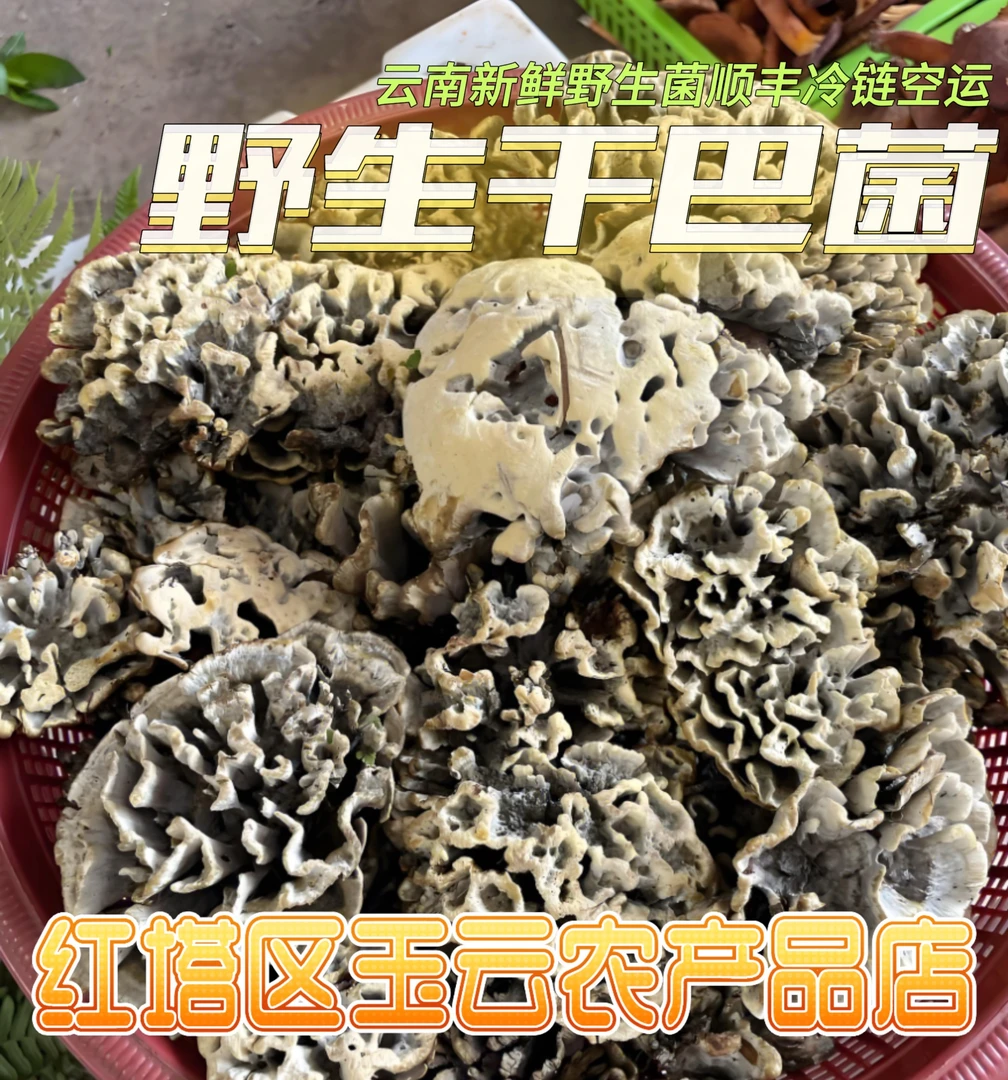 2025云南新鲜精选野生干巴菌250克/500克/1000克顺丰冷链空运包邮