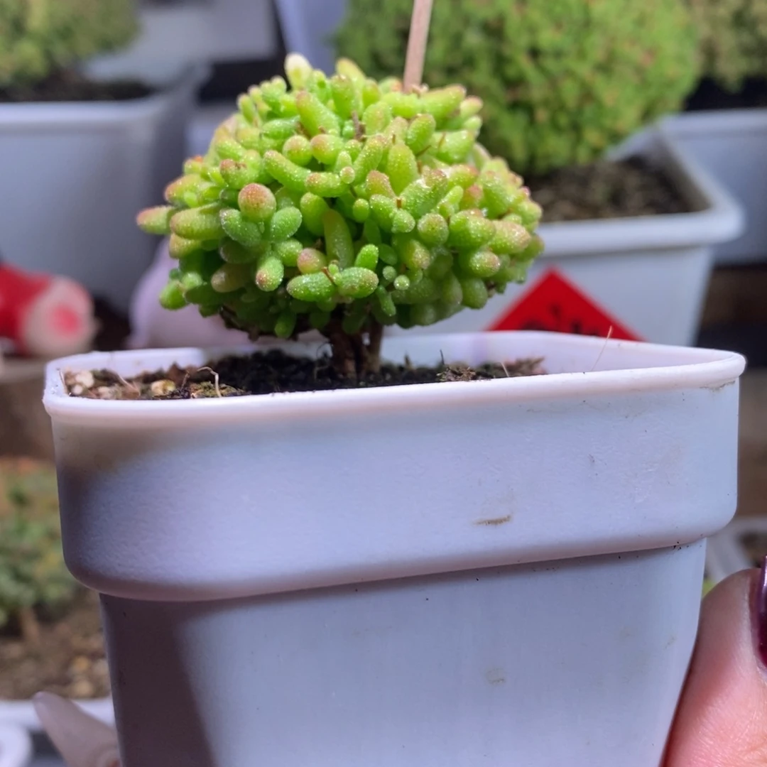 蜜橘带盆土发货一物一拍