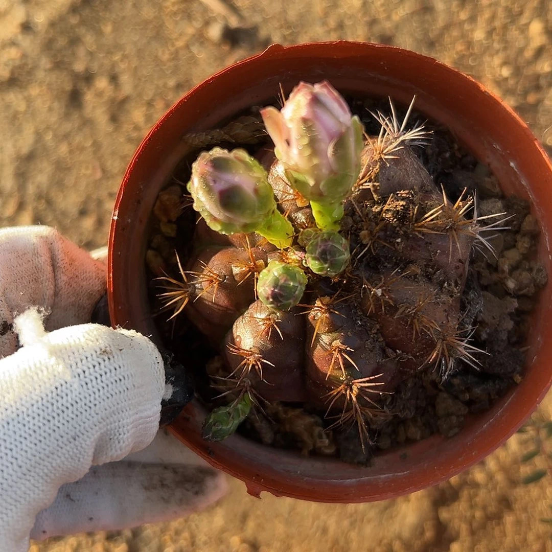 父母哦中央音乐学院小心翼翼