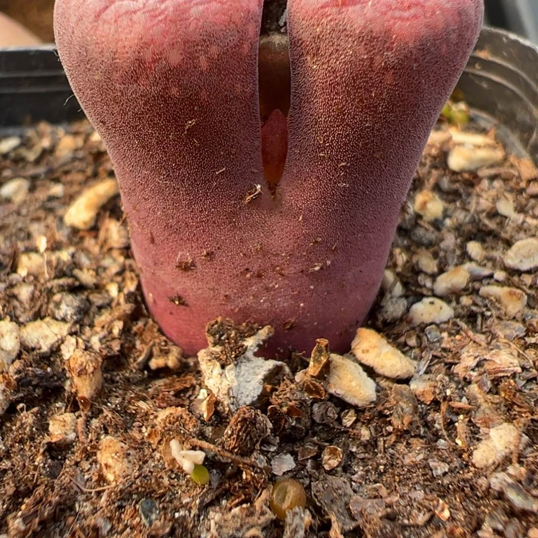 17-18肉锥多肉植物，