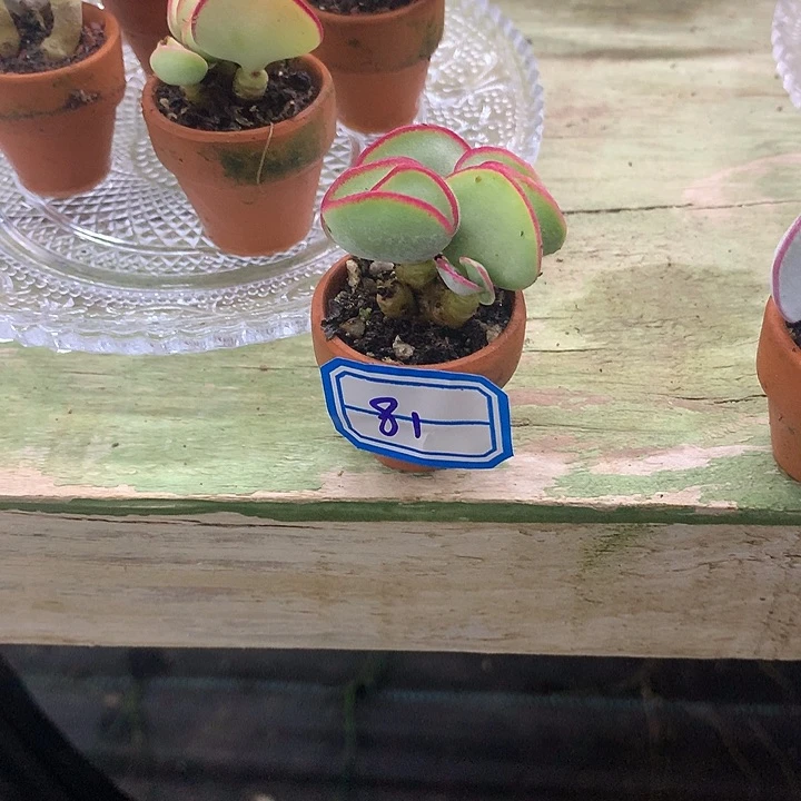 c***b一物一拍眉多肉81