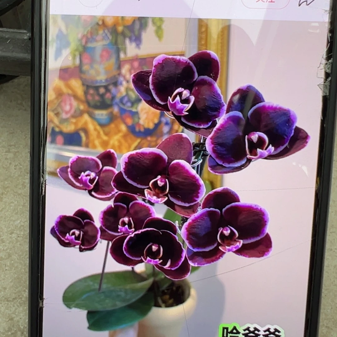 当前无花栽培后可以开花哈爸