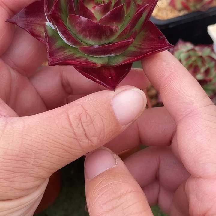 惊鸿仙子多肉植物88012