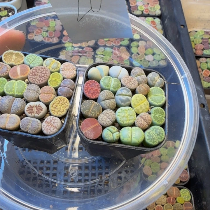 &***草多肉植物的生长发20
