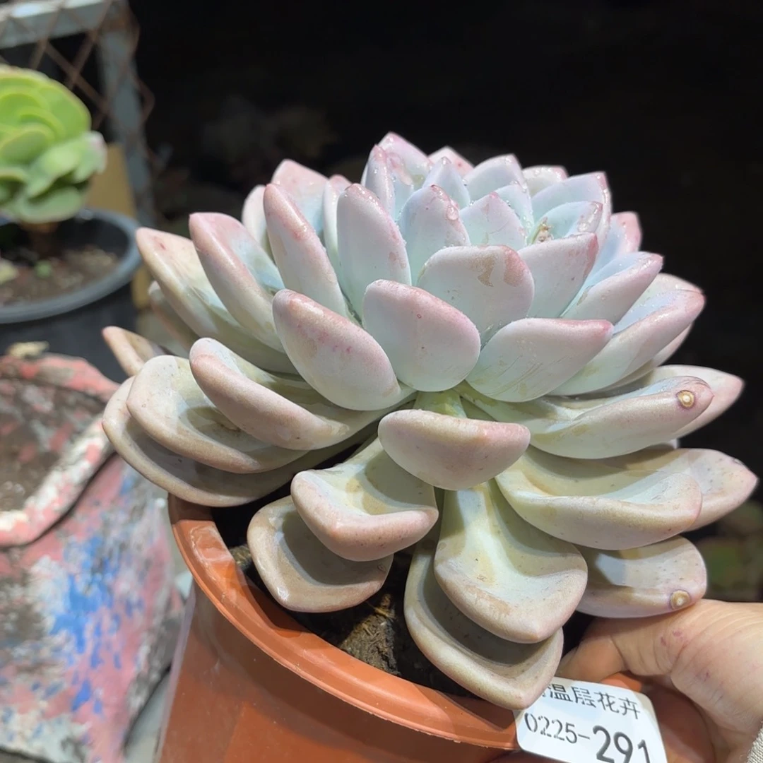 同温层多肉奥普291