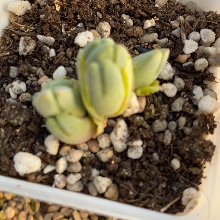 1813猪蹄一颗一颗