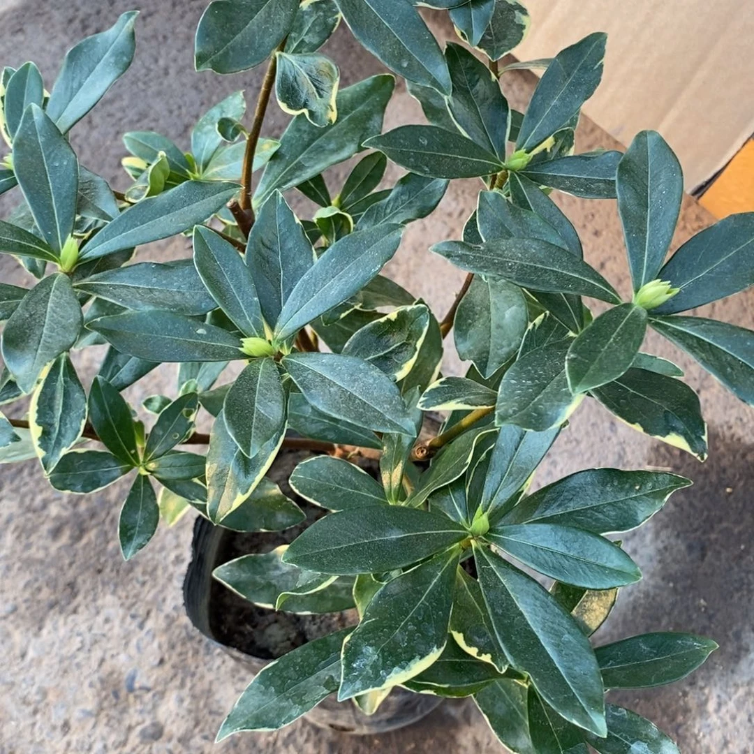 完全开放瑞香一盆