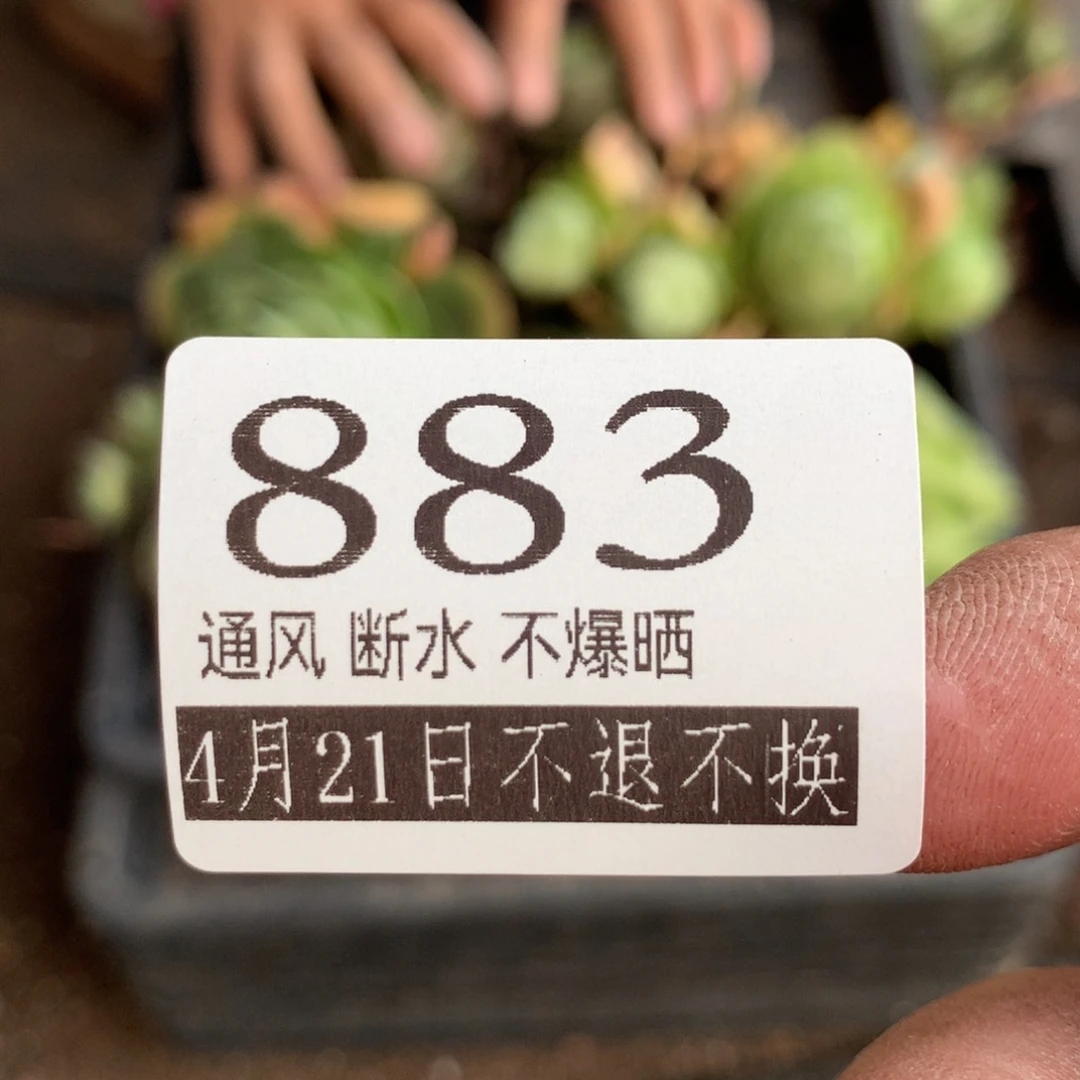 满20包邮山地玫瑰883