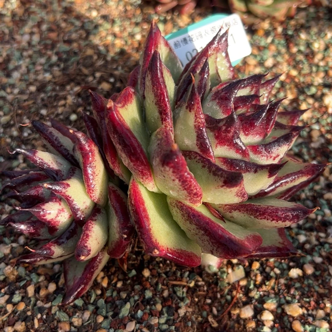 从前慢多肉精选编号0219.21