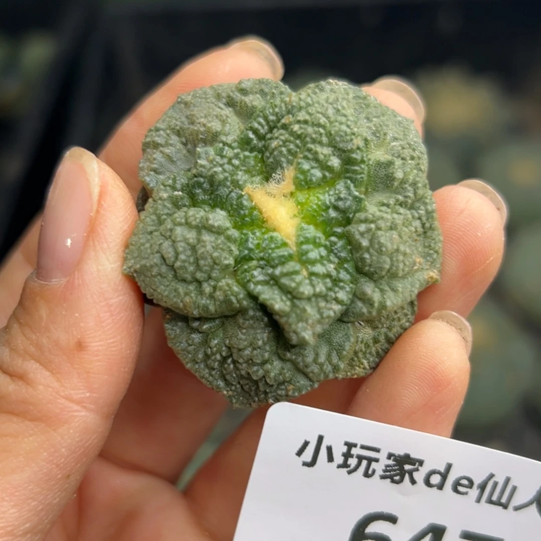 W*647  有根 仙人球的世界