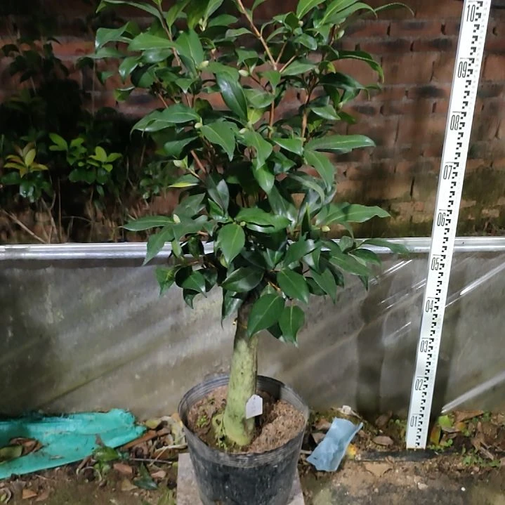 681紫罗旋，原盆原土发货，不包邮