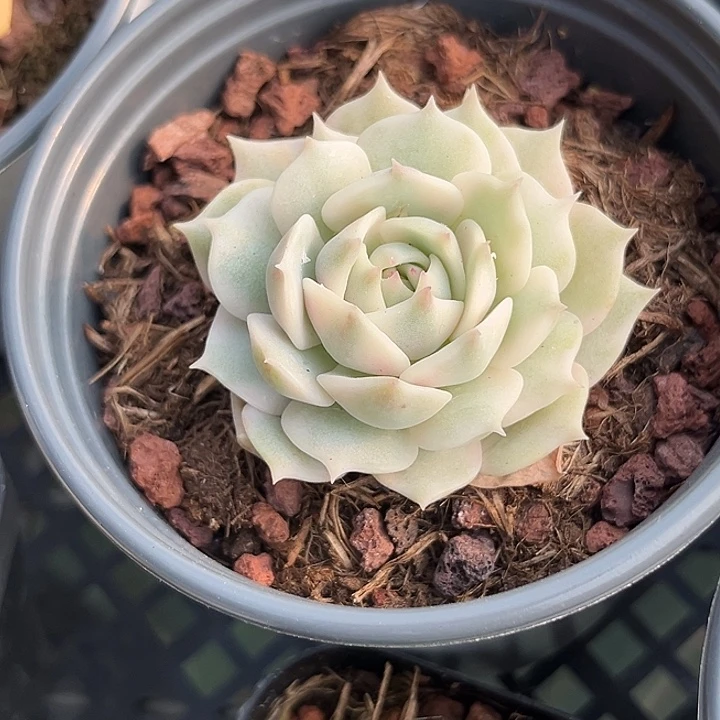 露娜连锦多肉植物