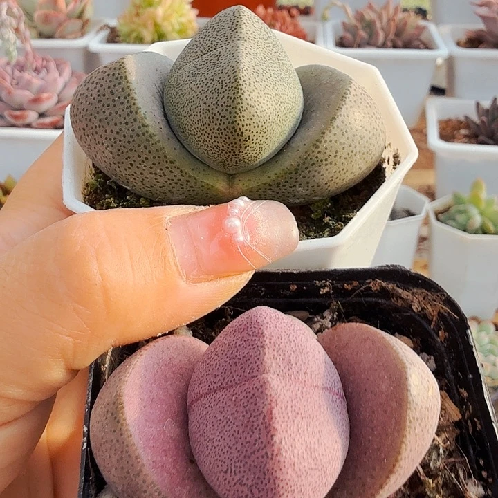 多肉植物元宝套餐