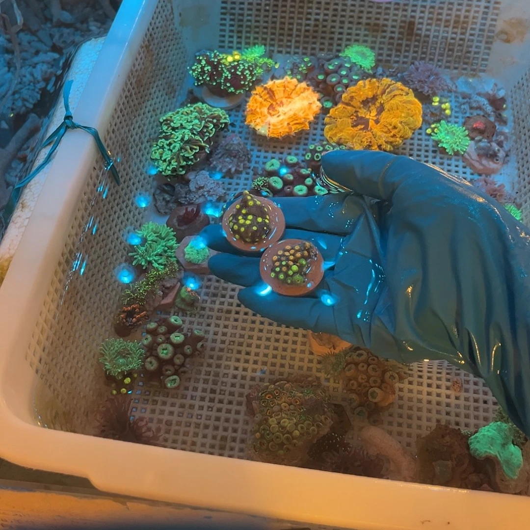 小***江纽扣珊瑚纽扣2➕新手海葵11111