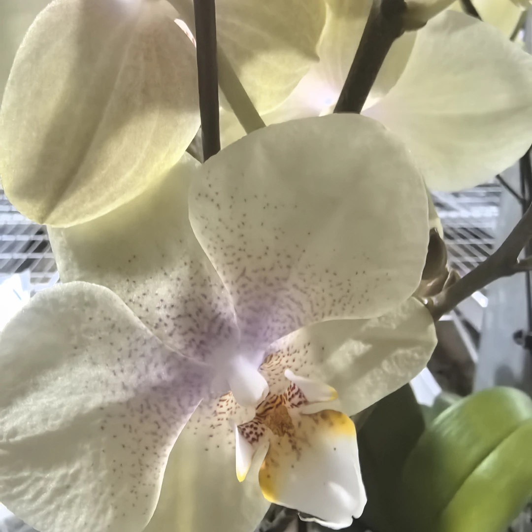 （126）香草冰激凌配色   3.5寸椰壳精品蝴蝶兰基地直发