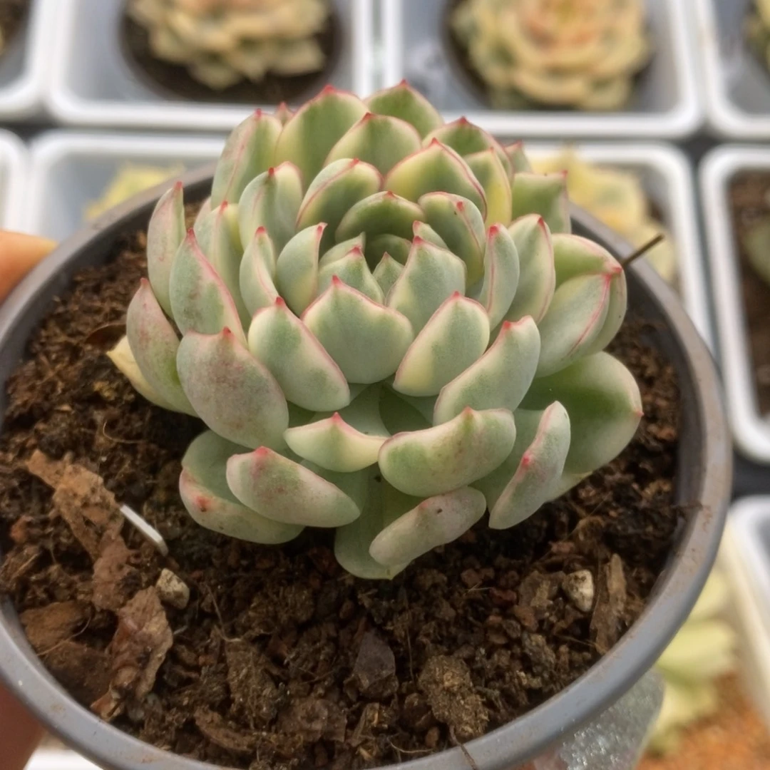 330白覆轮梦幻玫瑰锦