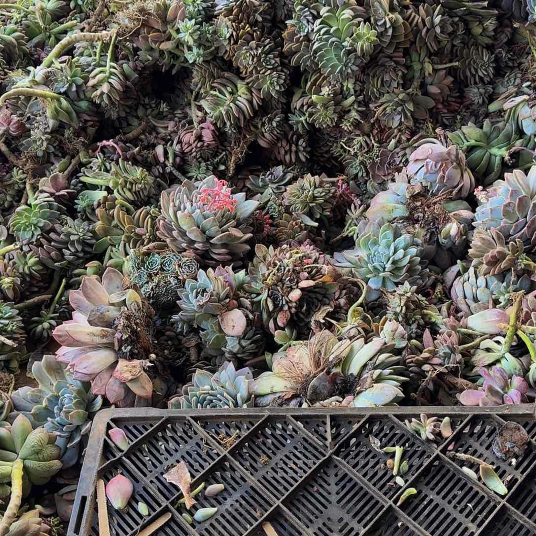 多肉断枝箱装，包邮不包损，不售后