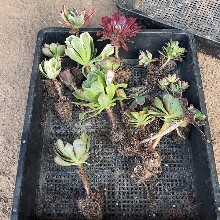 396多肉植物组合，