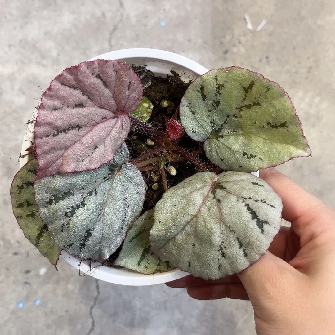 完全开放蜜桃秋海棠