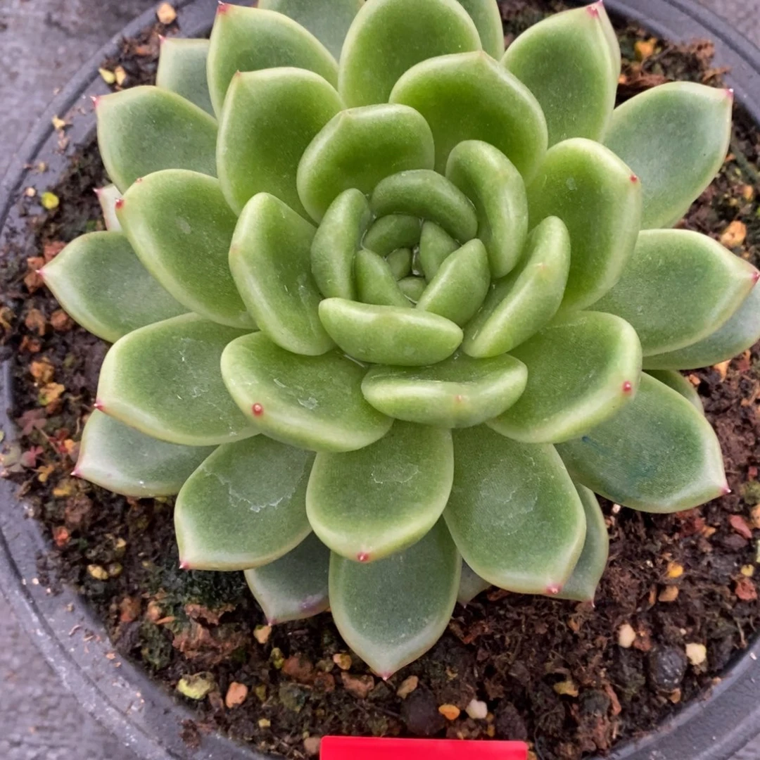 过**云多肉植物多肉植物0726