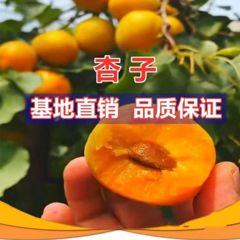 嫁接特大帝王杏树苗果树苗巨蜜王杏子树苗南北方庭院四季种植甜杏