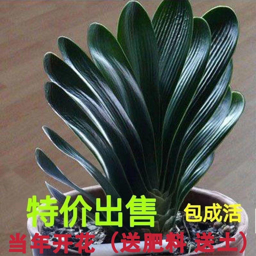 【精品推荐】君子兰盆栽室内植物四季常青好养绿植花卉君子兰大苗
