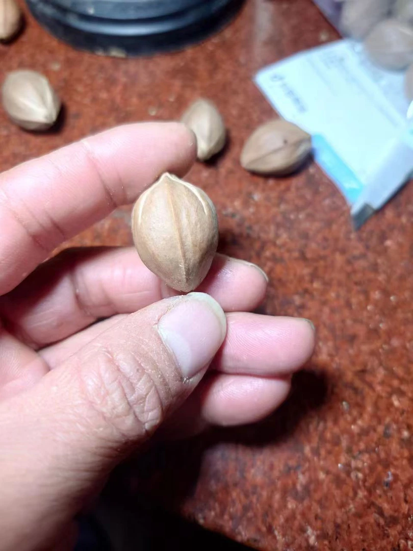 单籽·梅林铁核原生态橄榄核素核 20