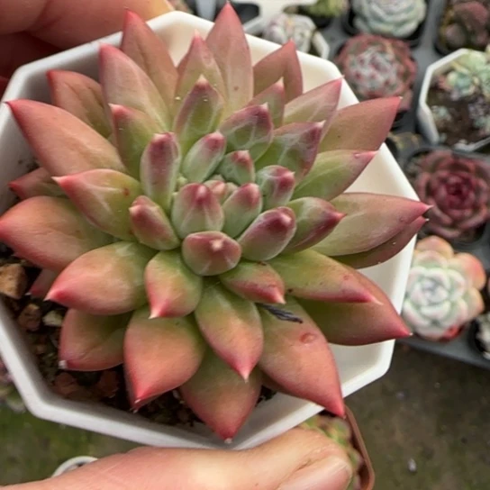 187甲骨文多肉植物多