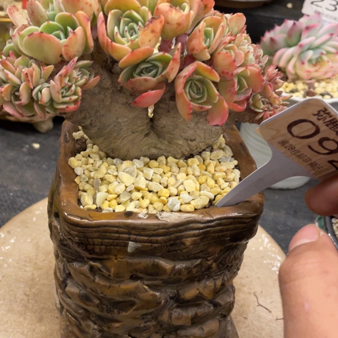 -***y弥鹿之森一物一拍