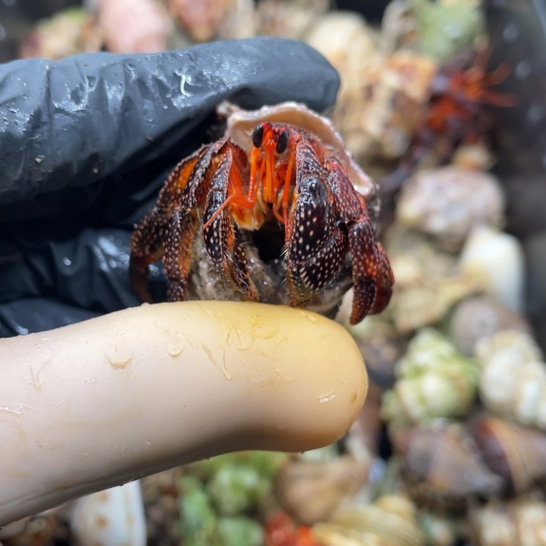 活体宠物不退不换89