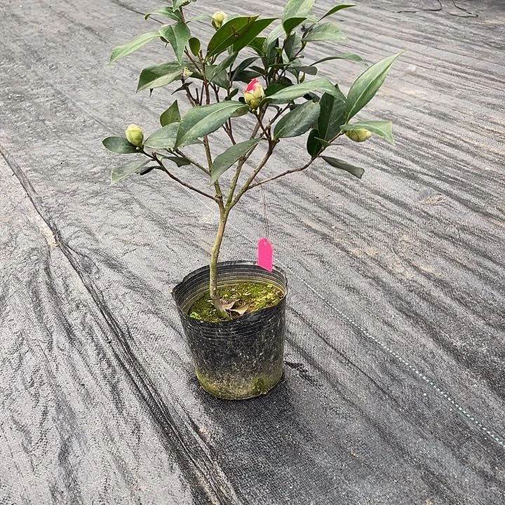 完全开放白底五色