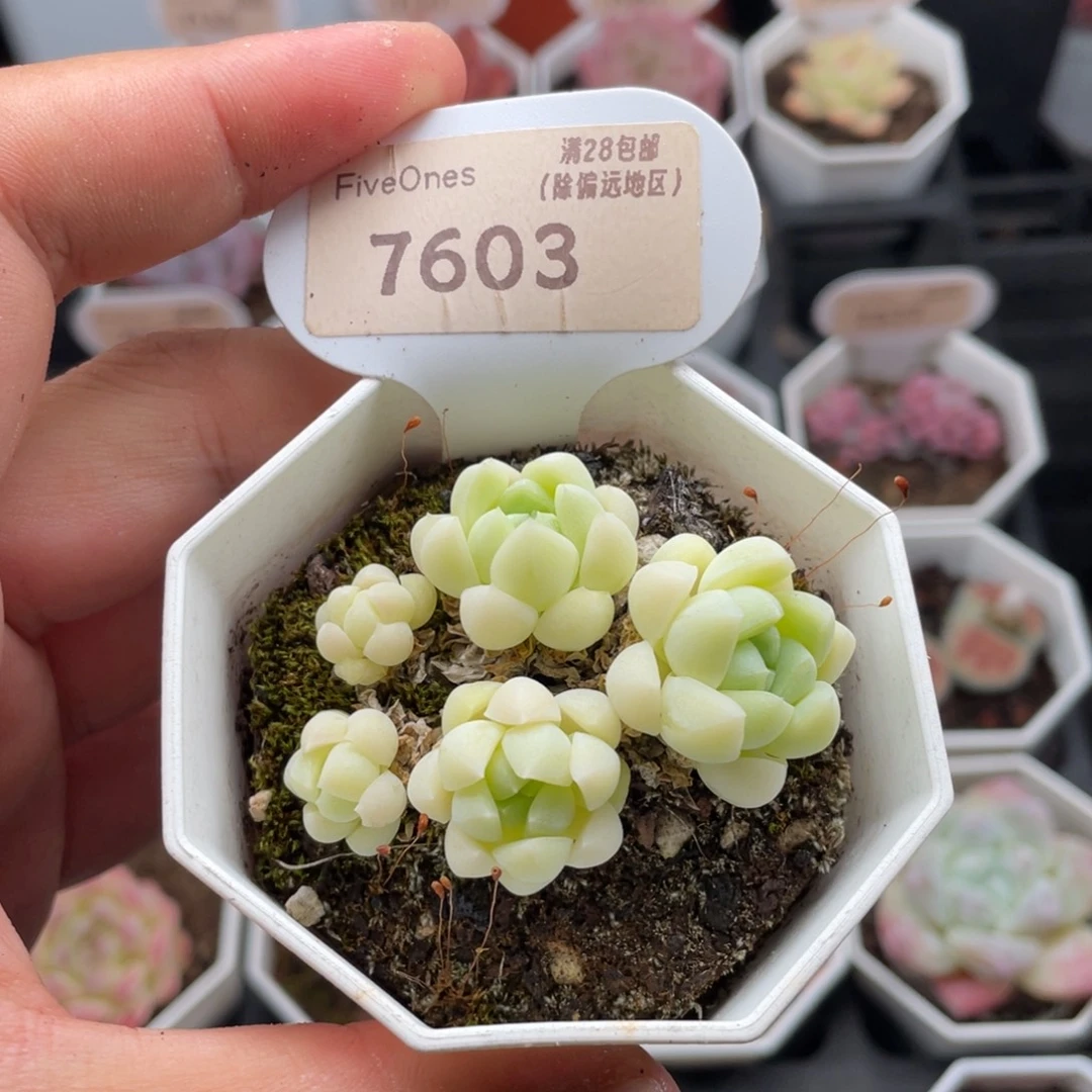 白月光7603-5.5厘米