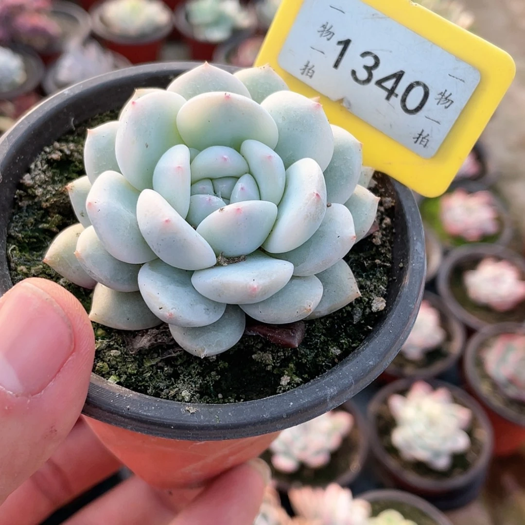 【闪购商品】1340号