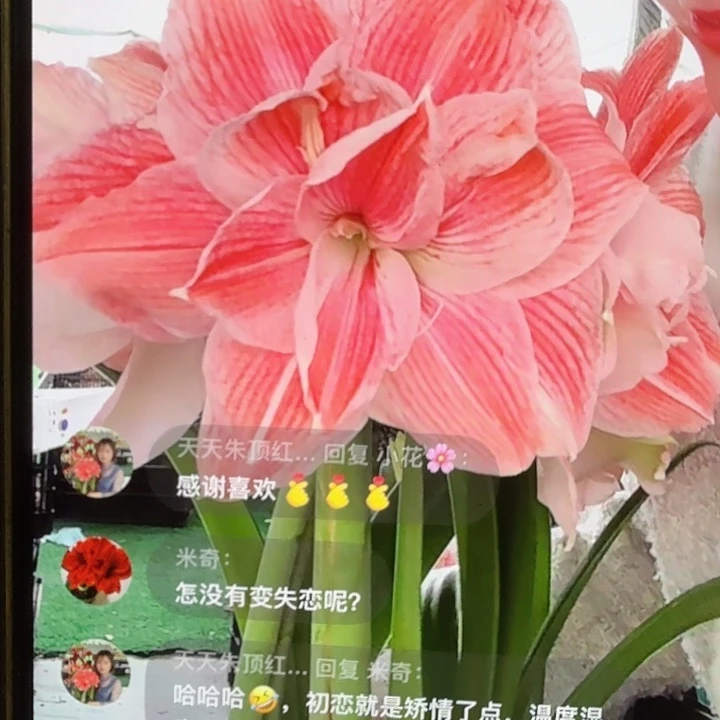 初恋直径8+进口球带花苞
