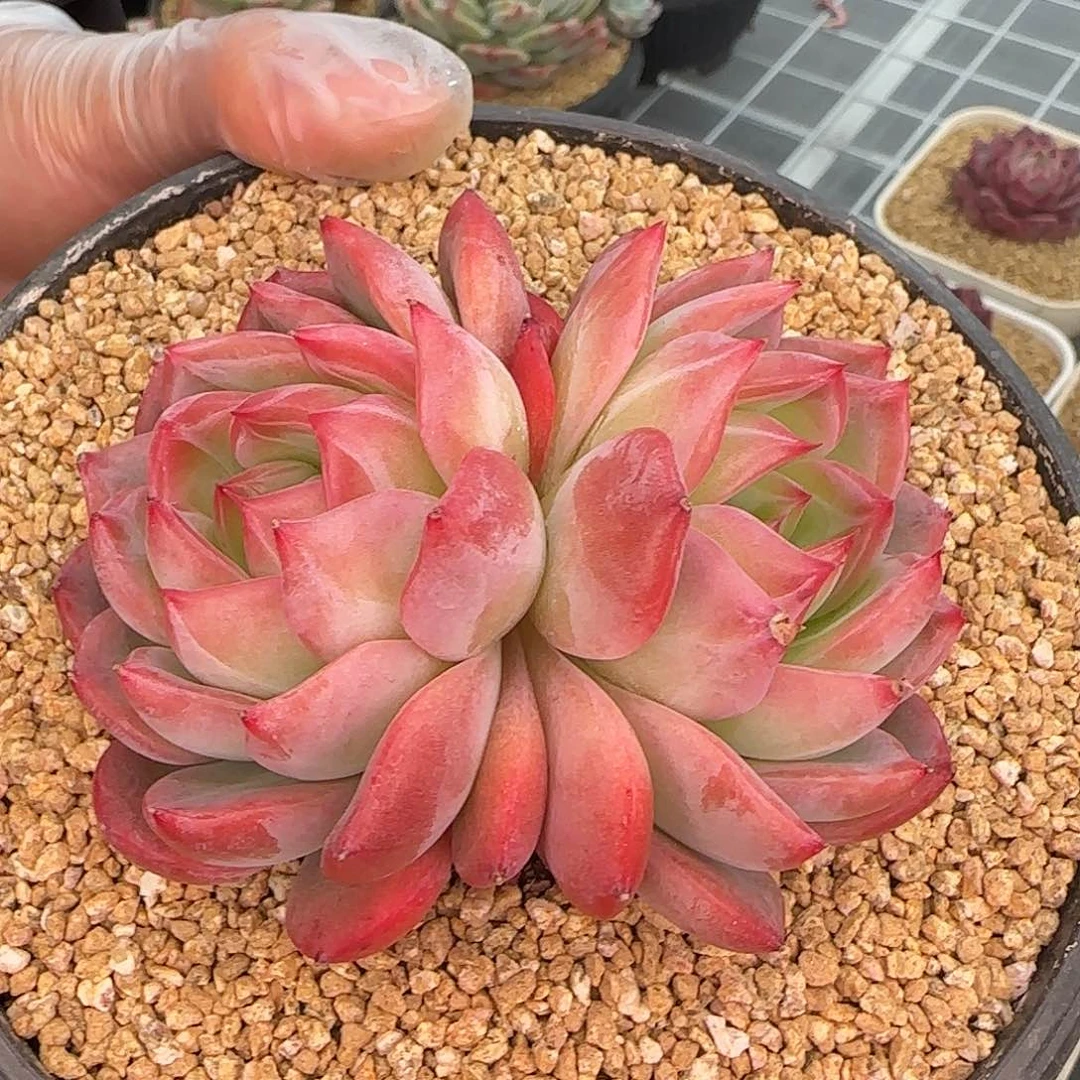 从前慢甄选多肉编号0126-红鸾